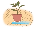 植物への水やり